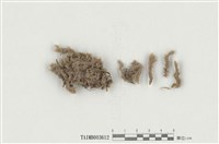 藏品(白髮苔屬)的圖片